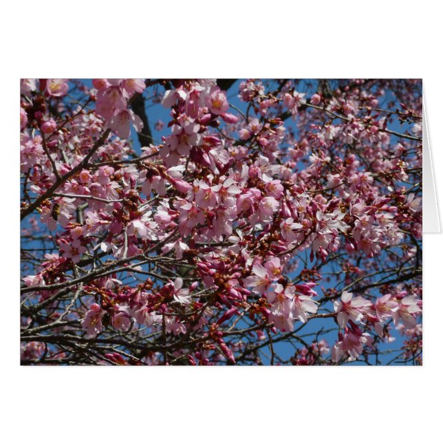 Cherry Blommar och Blå himmel Vår Blommigten Hälsningskort (Framsidan Horizontal)