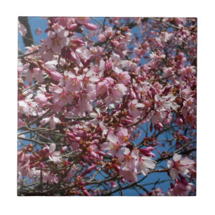Cherry Blommar och Blå himmel Vår Blommigten Kakelplatta