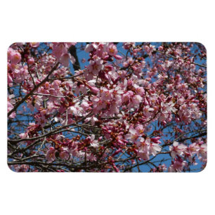 Cherry Blommar och Blå himmel Vår Blommigten Magnet