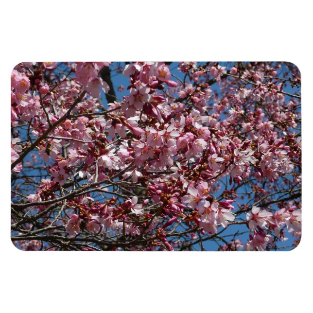 Cherry Blommar och Blå himmel Vår Blommigten Magnet (Horisontell)