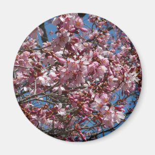 Cherry Blommar och Blå himmel Vår Blommigten Magnet