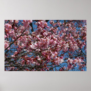 Cherry Blommar och Blå himmel Vår Blommigten Poster