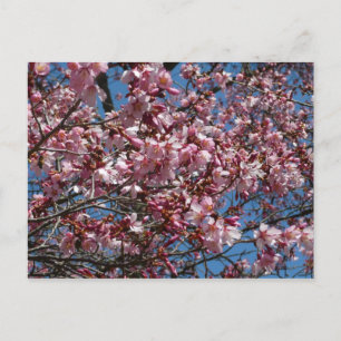 Cherry Blommar och Blå himmel Vår Blommigten Vykort