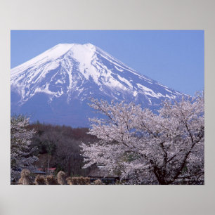 Cherry Blommar och Mt. Fuji Poster