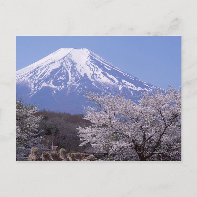 Cherry Blommar och Mt. Fuji Vykort (Framsida)