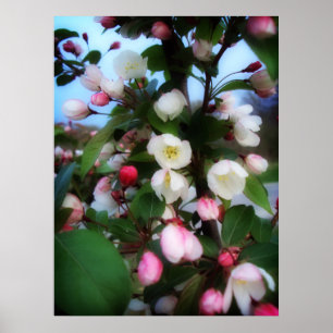 Cherry Blommar Poster