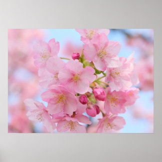 Cherry blommar poster