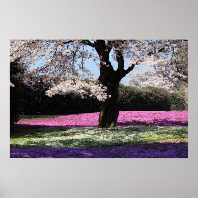 CHERRY-BLOMMAR POSTER (Framsidan)
