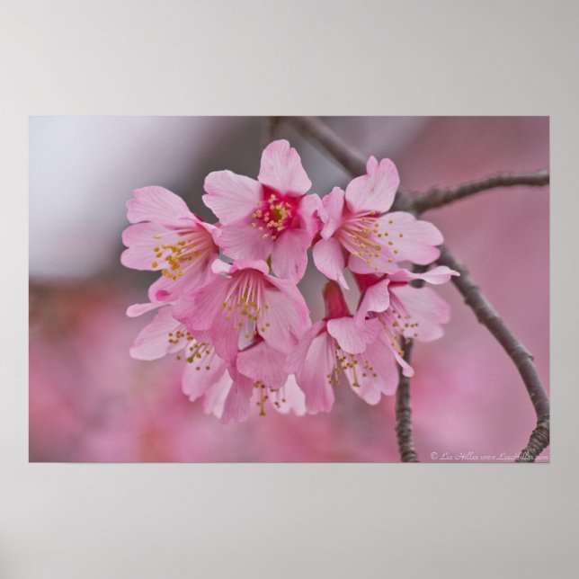 Cherry Blommar Rosa Pastel Bouquet Poster (Framsidan)