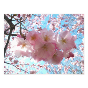 Cherry Blommar Sakura Photo EnUtvidgning Fototryck