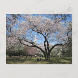 Cherry Blommar: Shinjuku Gyoen Garden, Tokyo Vykort