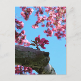 Cherry Blommar Sprig Postcards Vykort