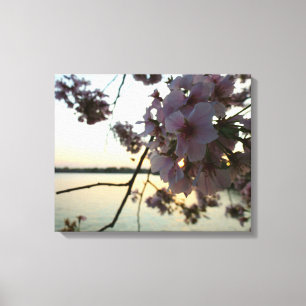 Cherry Blommar Sunset i Washington DC Canvastryck