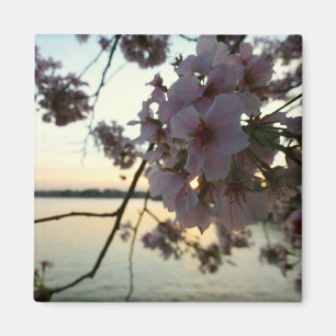 Cherry Blommar Sunset i Washington DC Magnet