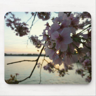 Cherry Blommar Sunset i Washington DC Musmatta