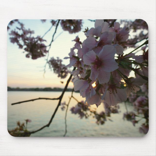 Cherry Blommar Sunset i Washington DC Musmatta (Framsidan)