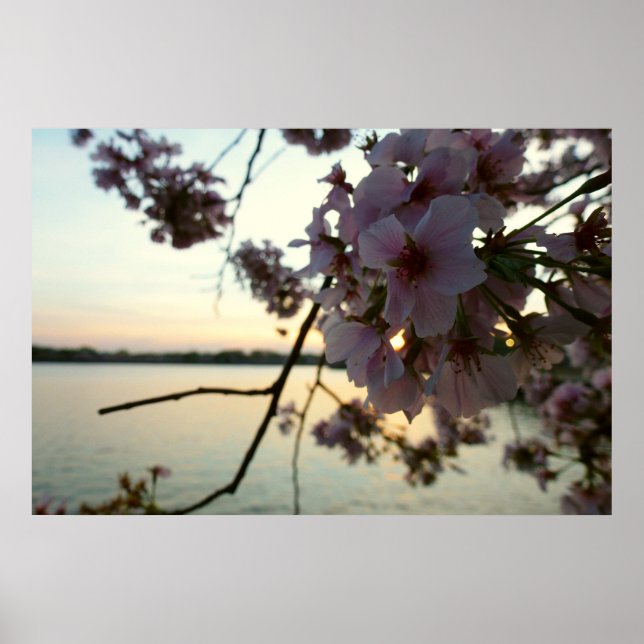 Cherry Blommar Sunset i Washington DC Poster (Framsidan)