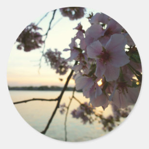 Cherry Blommar Sunset i Washington DC Runt Klistermärke