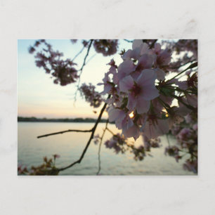 Cherry Blommar Sunset i Washington DC Vykort