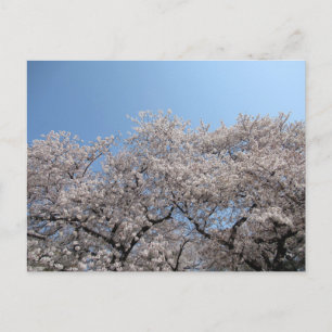 Cherry Blommar: Tokyo, Japan Vykort