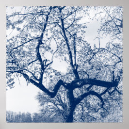 Cherry Blommar Träd, Delfts Blue Poster