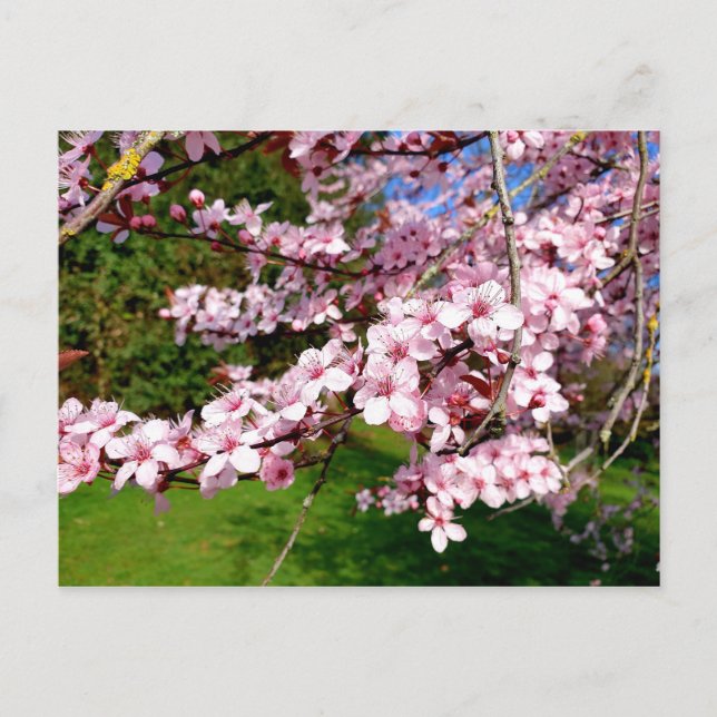 Cherry Blommar Träd i parkens vykort (Framsida)