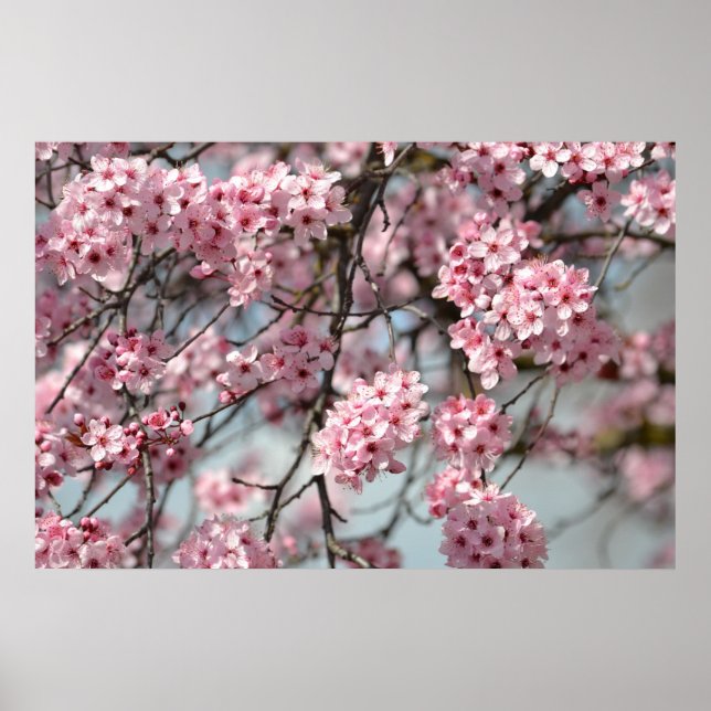 Cherry Blommar Träd Poster (Framsidan)