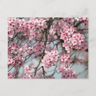 Cherry Blommar Träd Vykort
