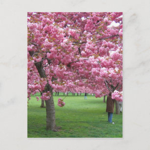 Cherry blommar träd vykort