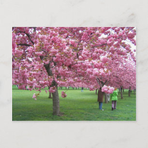 Cherry blommar träd vykort