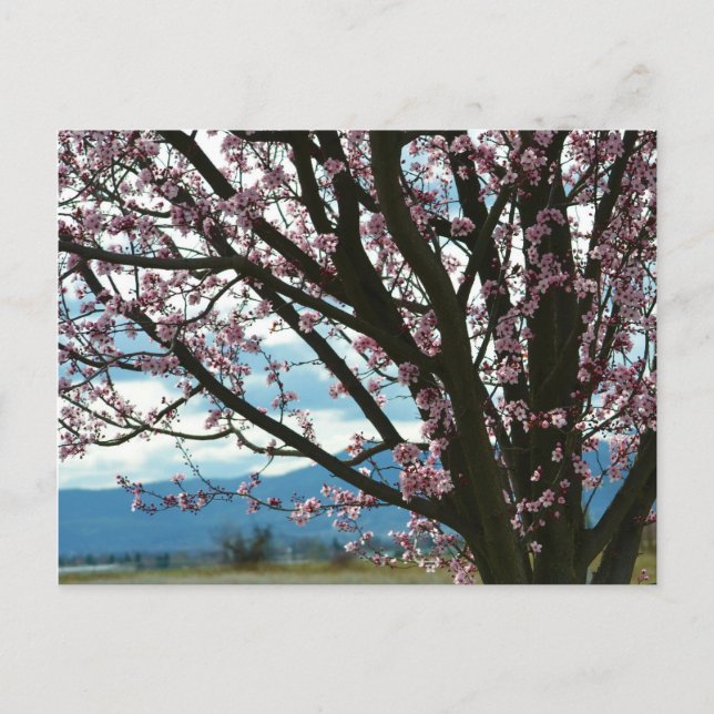 Cherry Blommar Träd Vykort (Framsida)