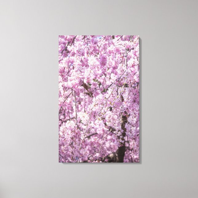 Cherry Blommar Vår Canvastryck (Framsida)