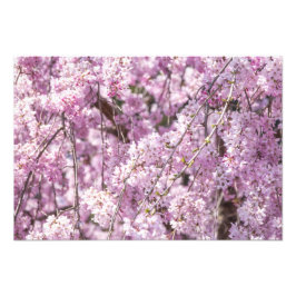 Cherry Blommar Vår Fototryck