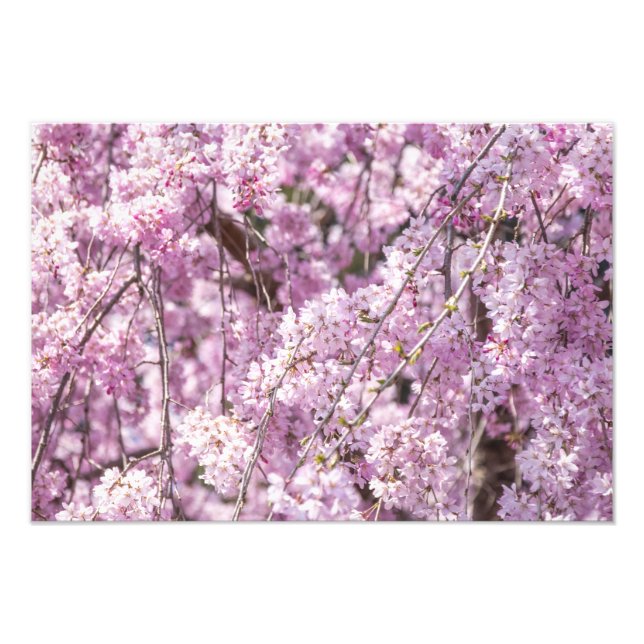 Cherry Blommar Vår Fototryck (Framsidan)