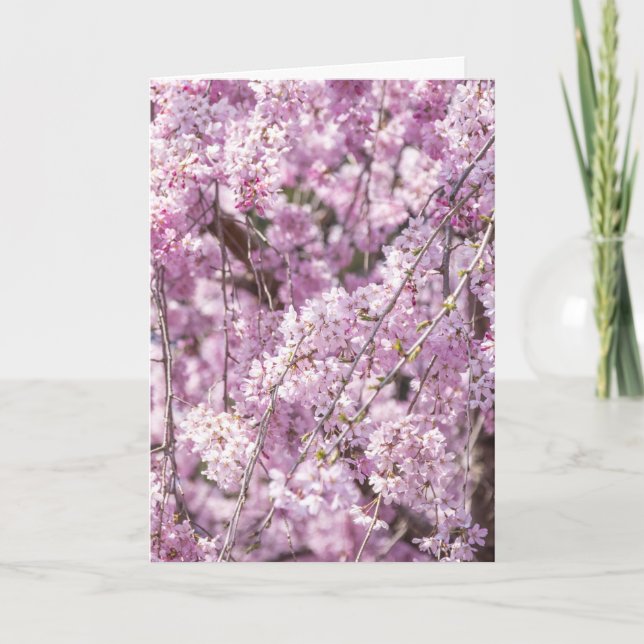 Cherry Blommar Vår Kort (Framsida)