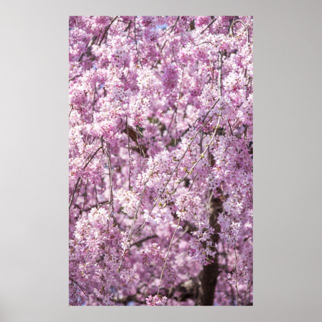 Cherry Blommar Vår Poster (Framsidan)