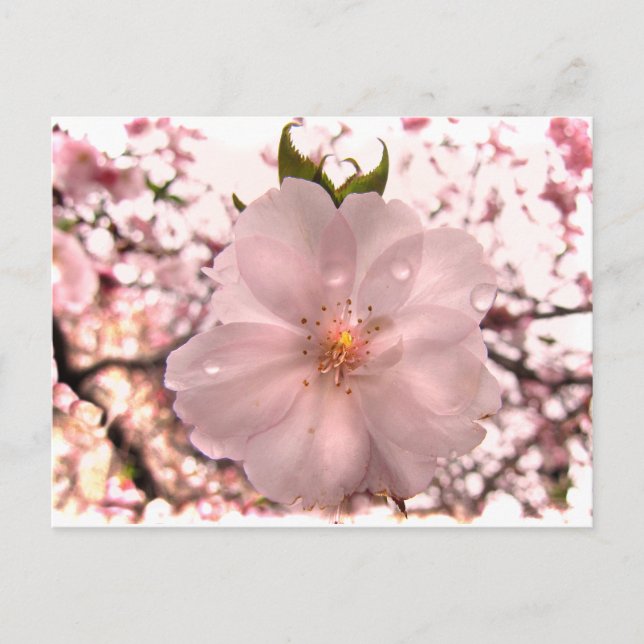 Cherry Blommar Vykort (Framsida)