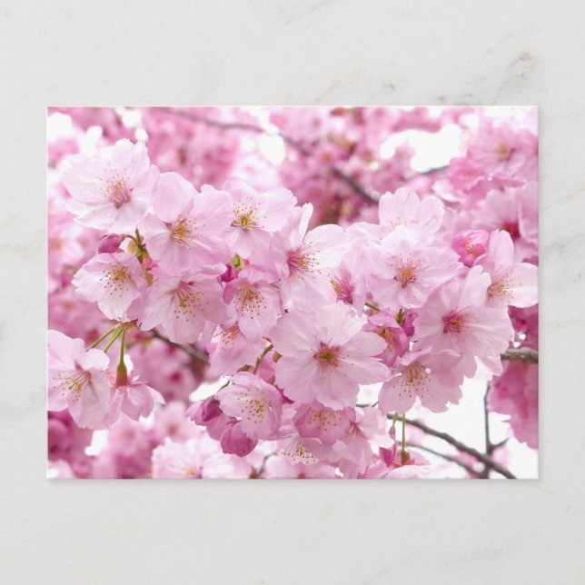 Cherry blommar vykort (Framsida)