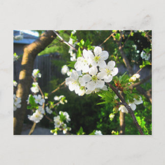 Cherry Blommar Vykort