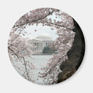 Cherry Blommar Washington DC Magnet