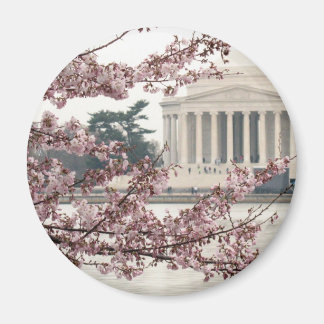 Cherry Blommar Washington DC Magnet