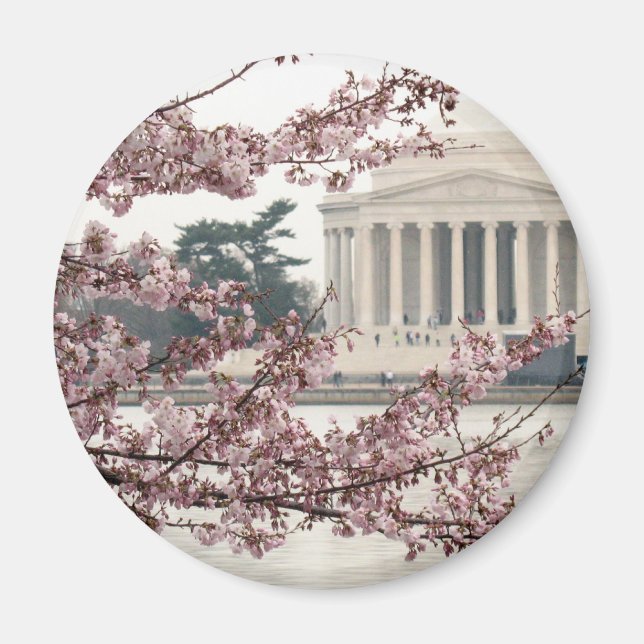 Cherry Blommar Washington DC Magnet (Framsidan)
