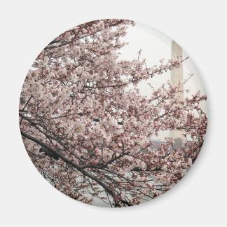 Cherry Blommar Washington DC Magnet