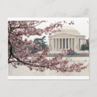 Cherry Blommar Washington DC
