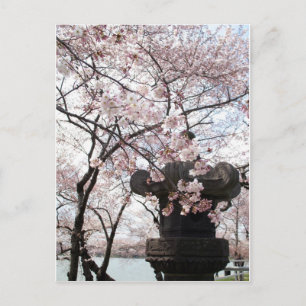 Cherry Blommar Washington DC Vykort
