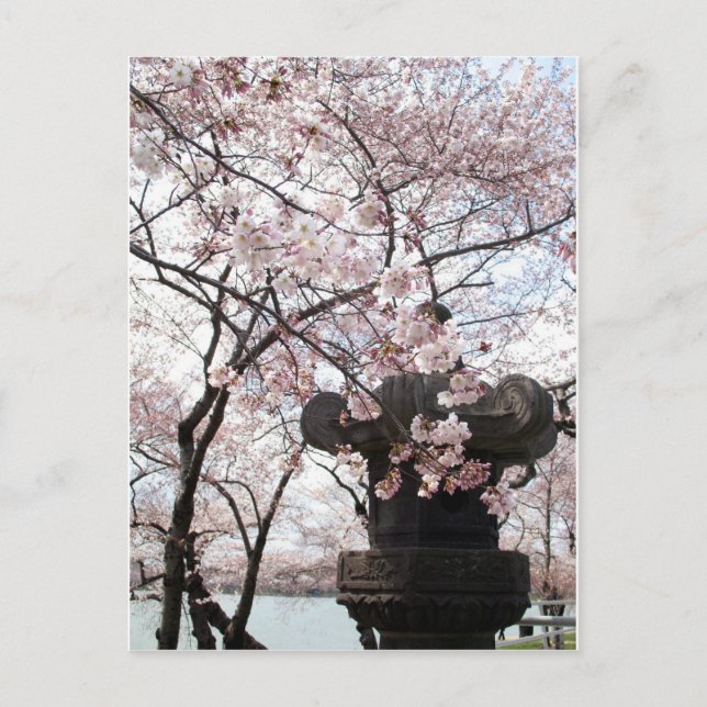 Cherry Blommar Washington DC Vykort (Framsida)