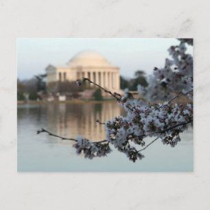 Cherry Blommar Washington DC Vykort