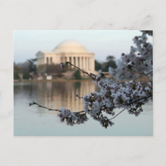 Cherry Blommar Washington DC Vykort