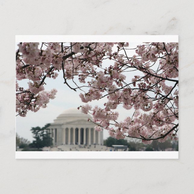 Cherry Blommar Washington DC Vykort (Framsida)
