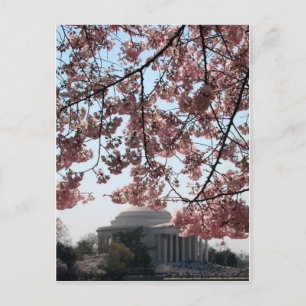 Cherry Blommar Washington DC Vykort